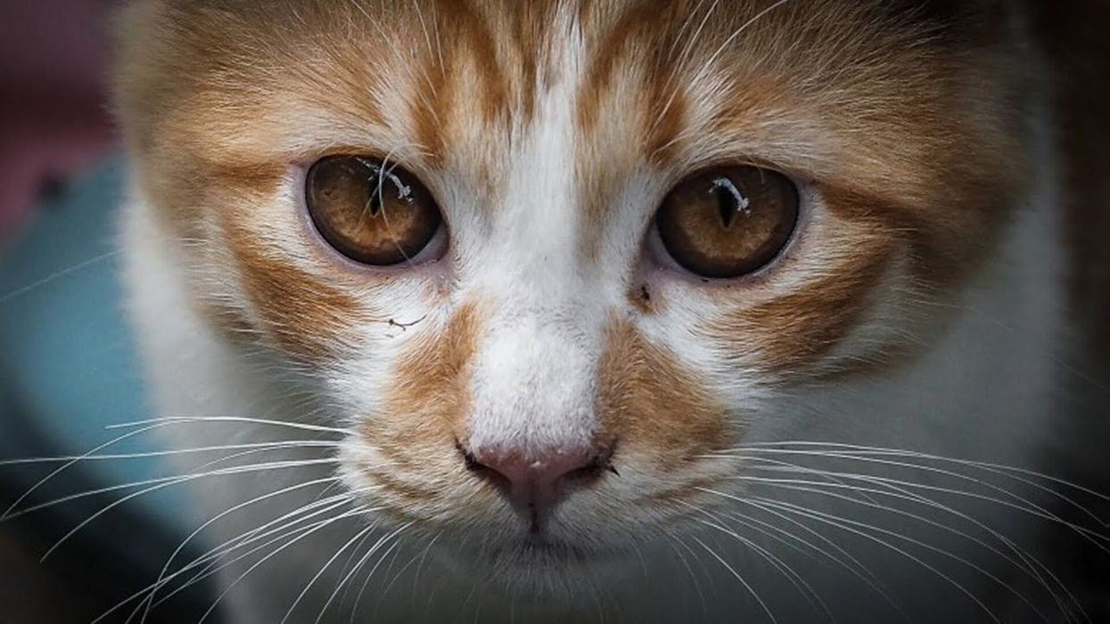TikTok vet urges social media users to avoid potentially dangerous and ‘unfunny’ cat trend