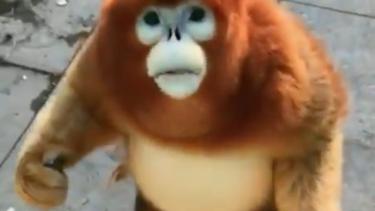monkey looking at tvs meme｜TikTok Search