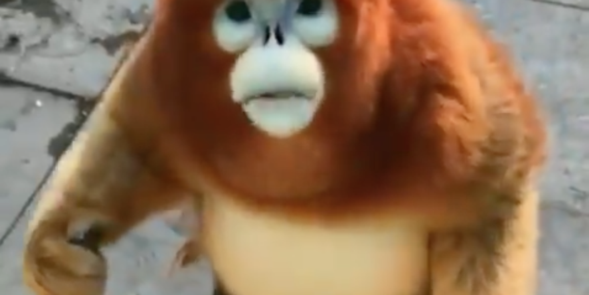 monkey meme gif｜TikTok Search