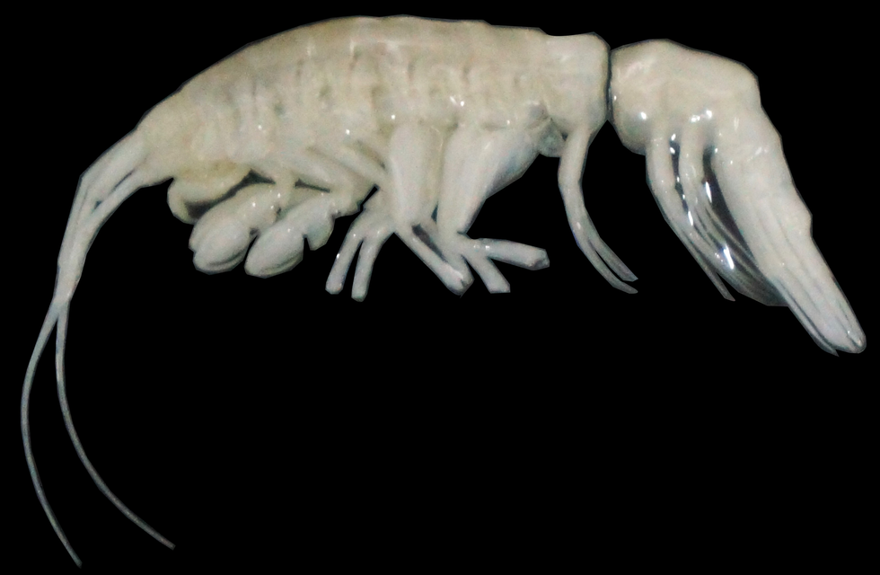 This newly discovered crustacean is called Ducibella camanchaca, named after 'darkness'This newly discovered crustacean is called Ducibella camanchaca, named after 'darkness'