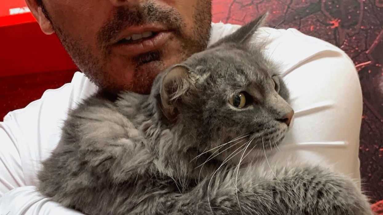 Family surrends obese 20-pound cat to shelter as maid didn't like him