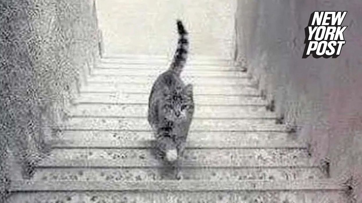 This mind-bending optical illusion features two hidden animals