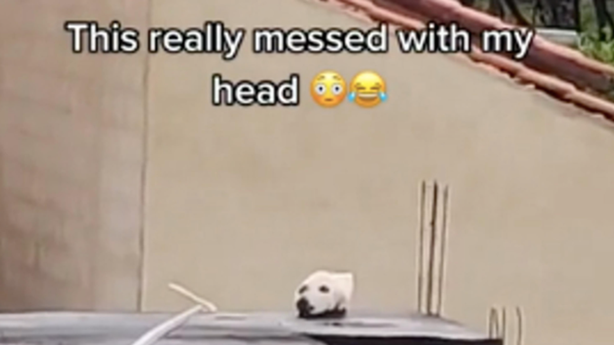 Optical illusion sees a dog transform into a cat in the blink of an eye