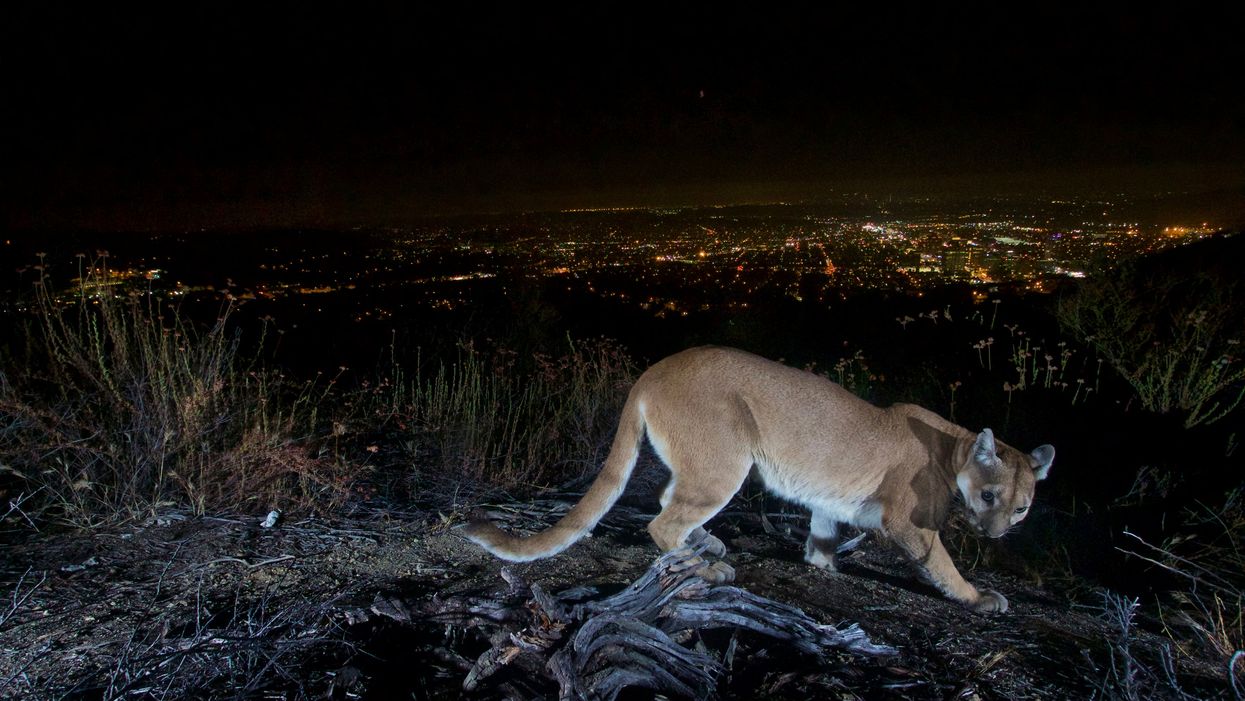 <p>This photo shows an uncollared adult female mountain lion photographed with a motion sensor camera in the Verdugos Mountains in in Los Angeles County</p>