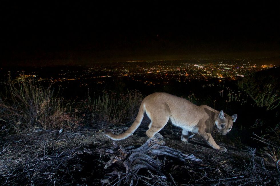 <p>This photo shows an uncollared adult female mountain lion photographed with a motion sensor camera in the Verdugos Mountains in in Los Angeles County</p>