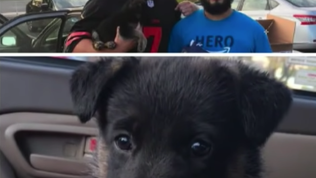 <p>This puppy has turned one after being traded for a pair of trainers. </p>