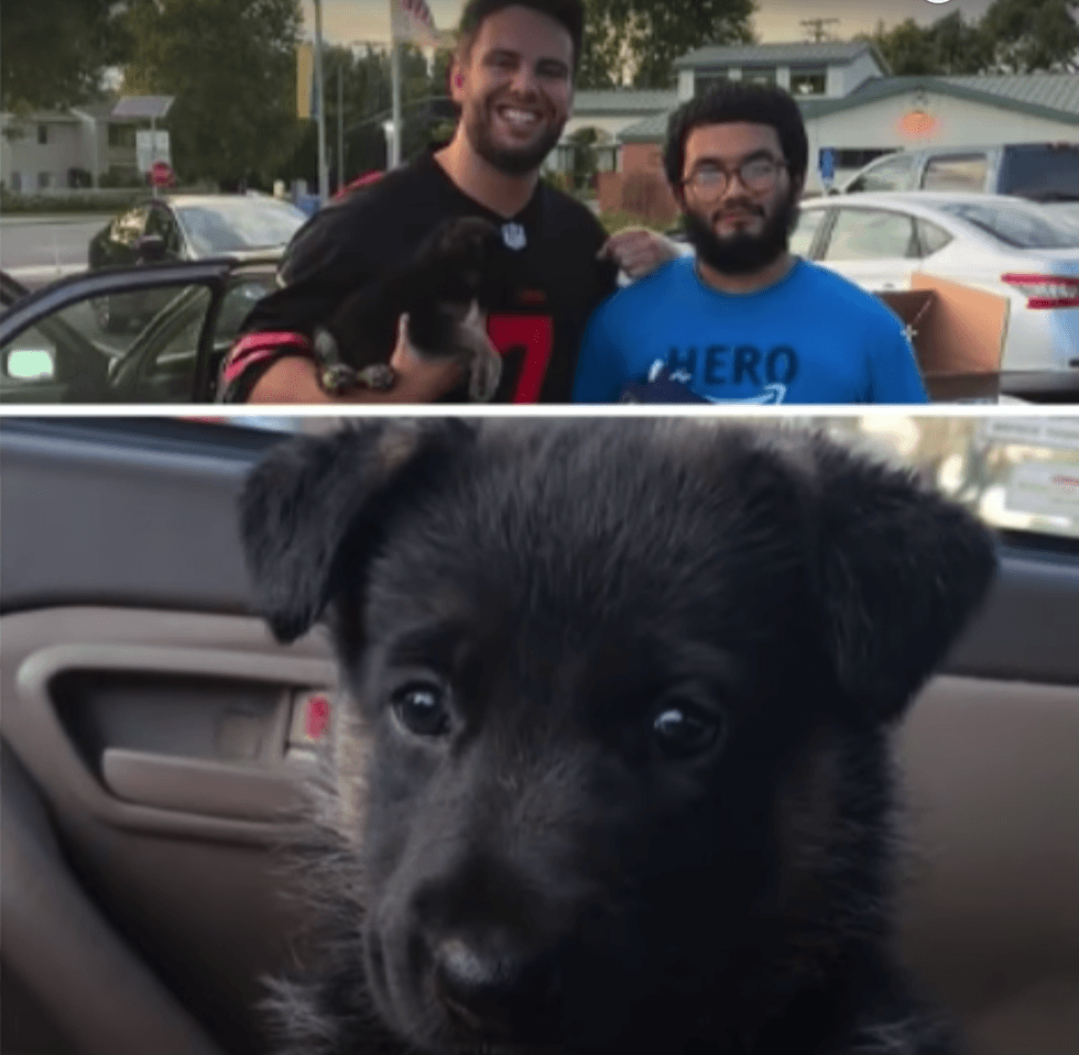 <p>This puppy has turned one after being traded for a pair of trainers. </p>