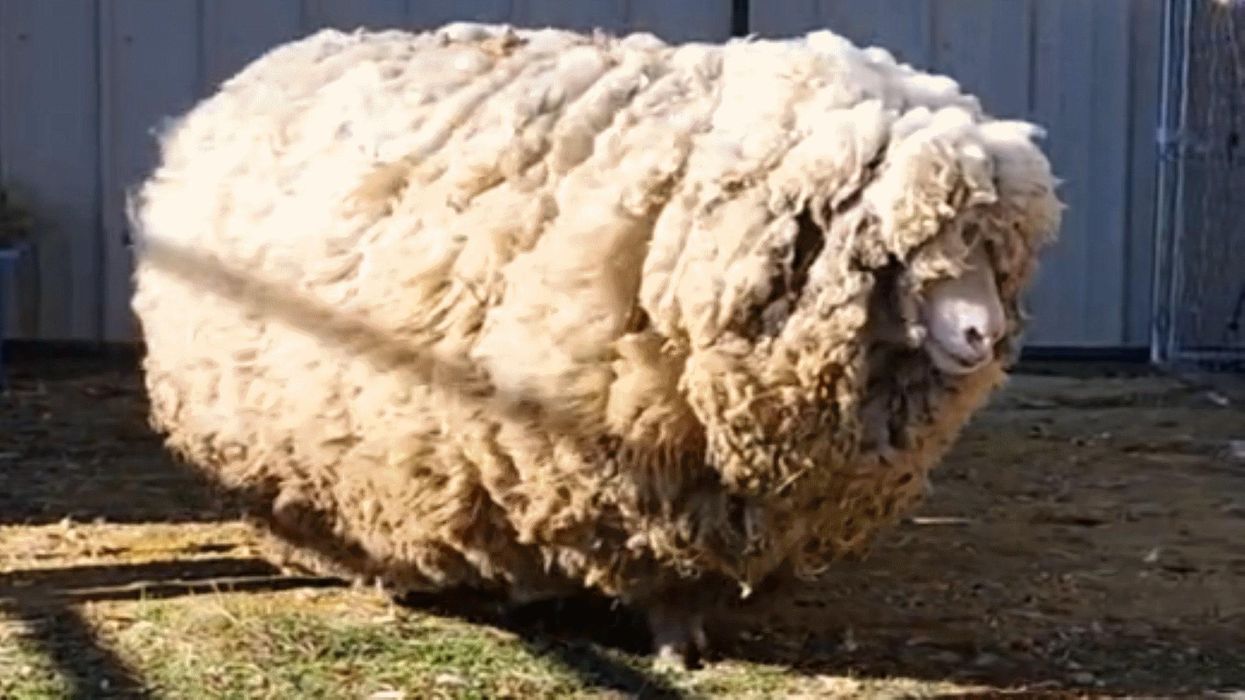 Police hunting thieves who stole Britain’s ugliest sheep