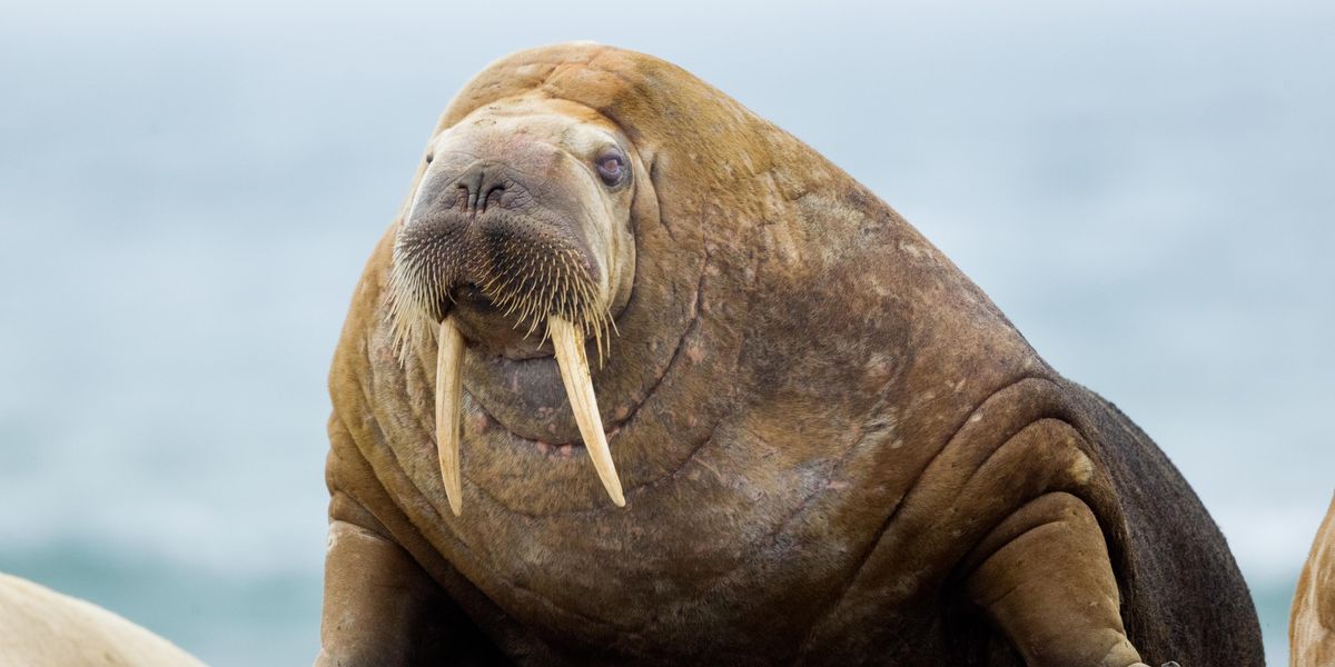 Town s New Year s Eve Fireworks Cancelled Due To masturbating Walrus town-s-new-year-s-eve-fireworks-cancelled-due-to-masturbating-walrus