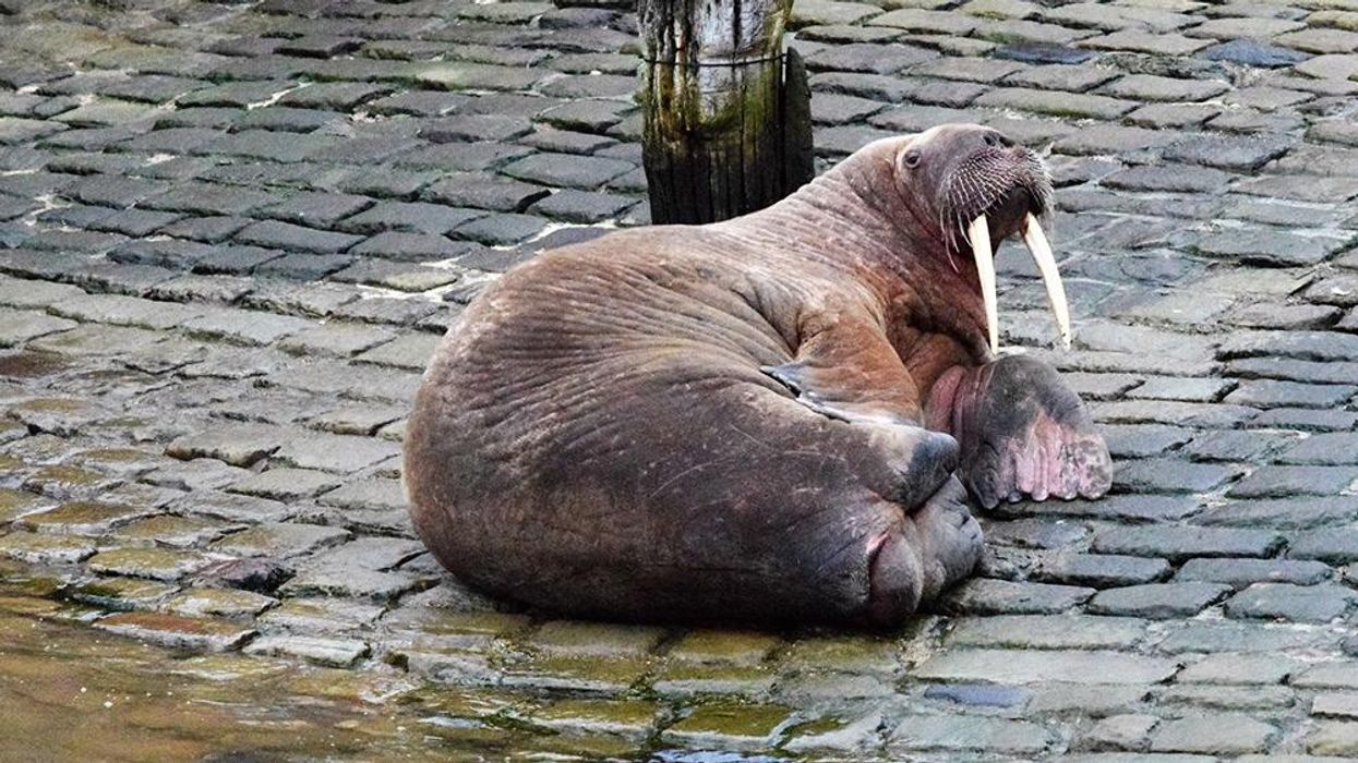 Town's New Year's Eve fireworks cancelled due to ‘masturbating’ walrus
