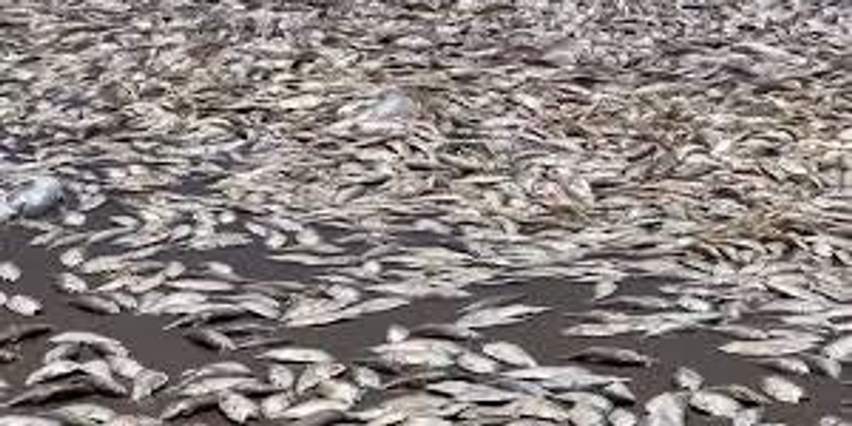 Why thousands of dead fish mysteriously washed up on a beach in Texas ...