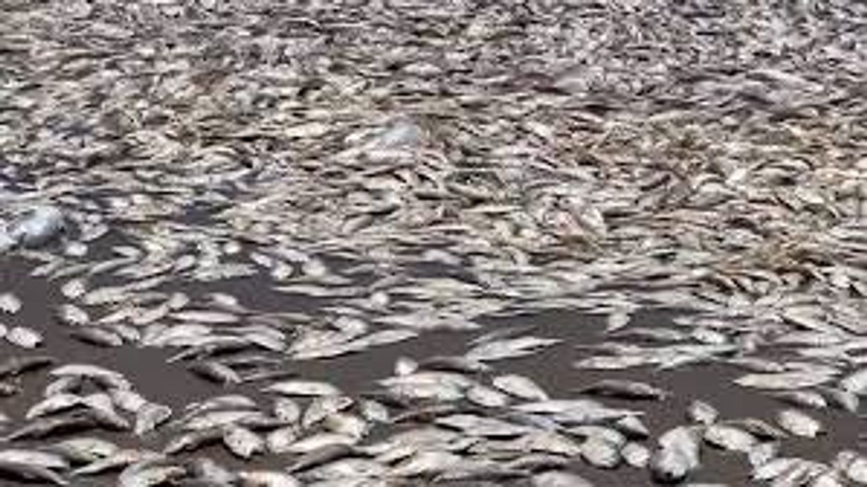 Why thousands of dead fish mysteriously washed up on a beach in the US