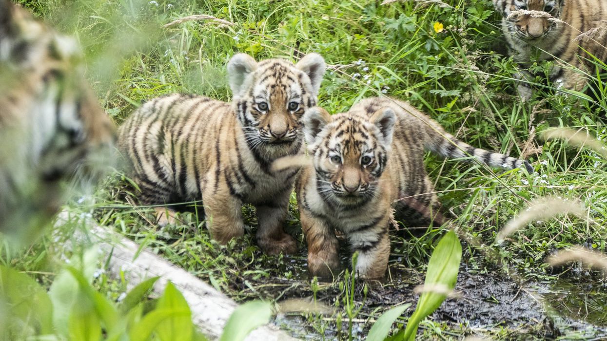 Three Amur tiger cubs explore their outside enclosure for the first time (Jane Barlow/PA)