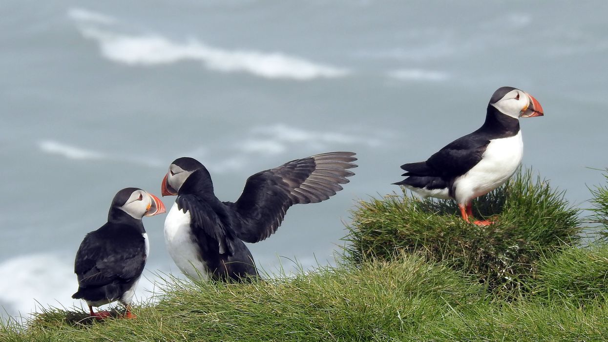 Three Atlantic puffins, birds with large orange beaks, on a grassy cliff with sea in the background