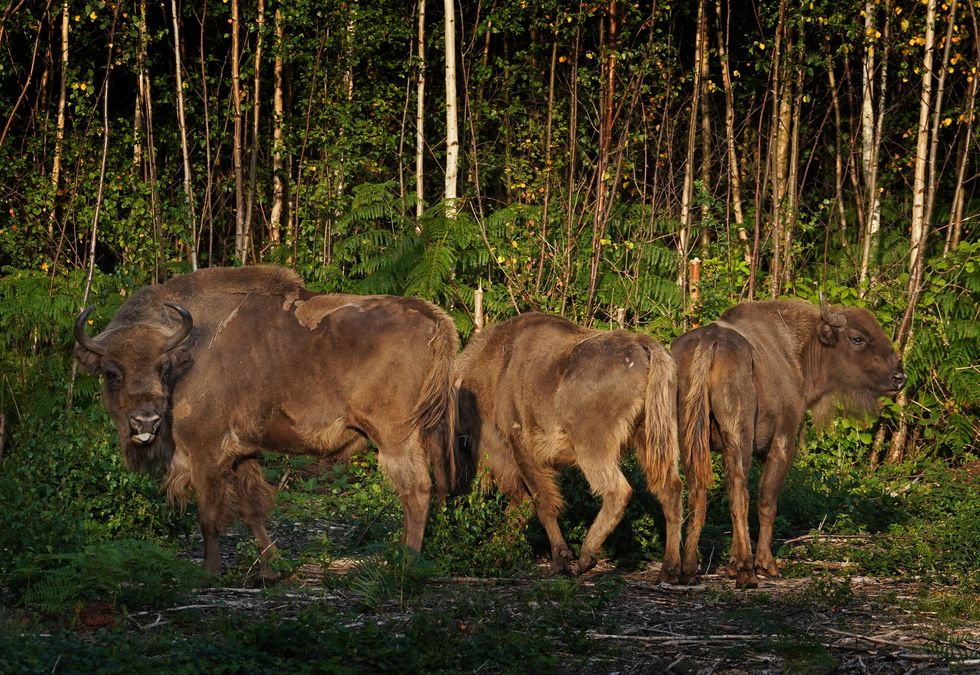 Bison take to new Kent woodland home in scheme to curb climate and nature crises