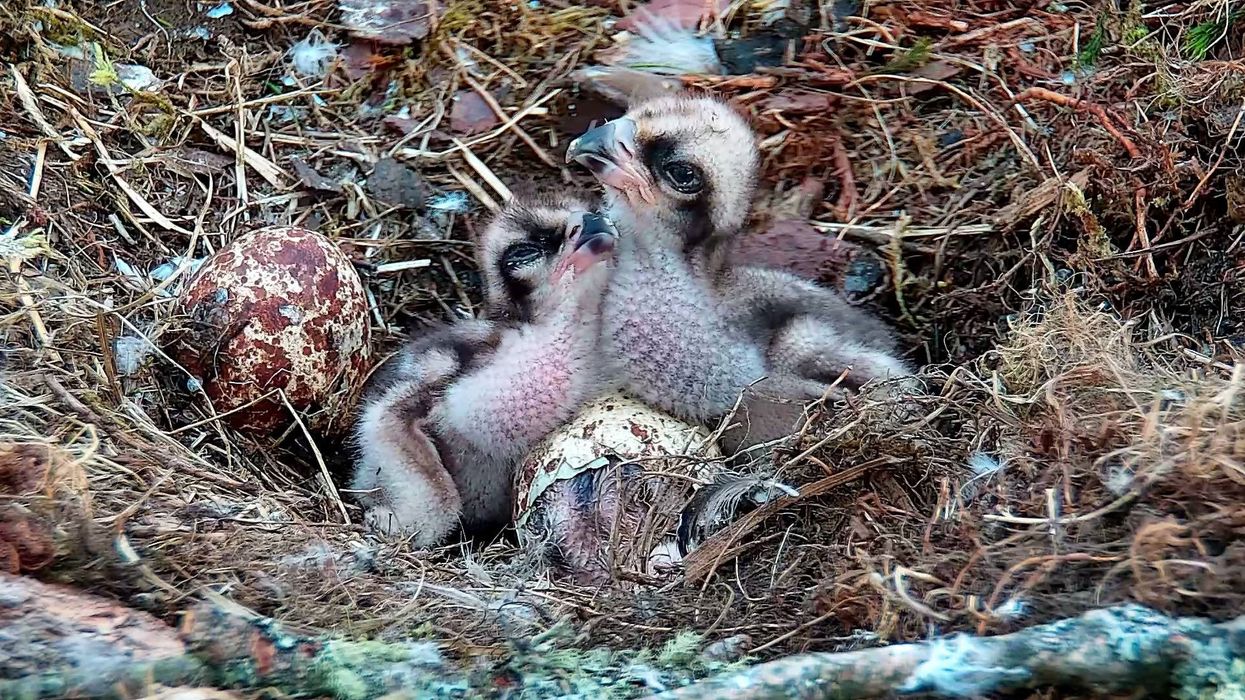 Three chicks in a nest