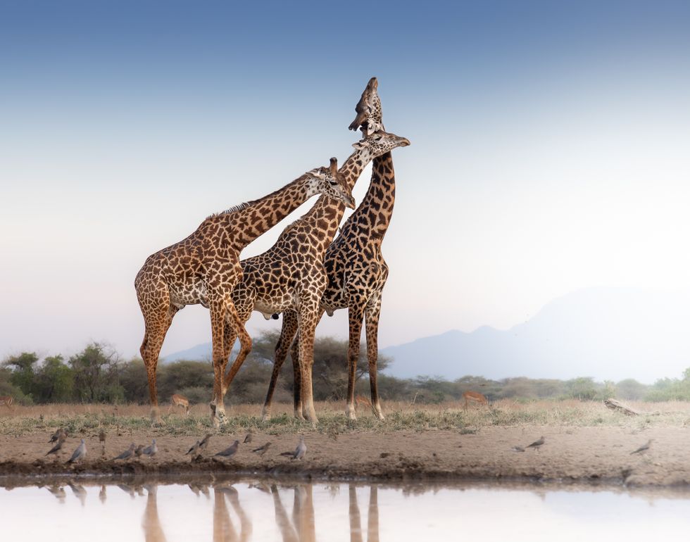 Three male Masai giraffes intertwining their necks at a waterhole