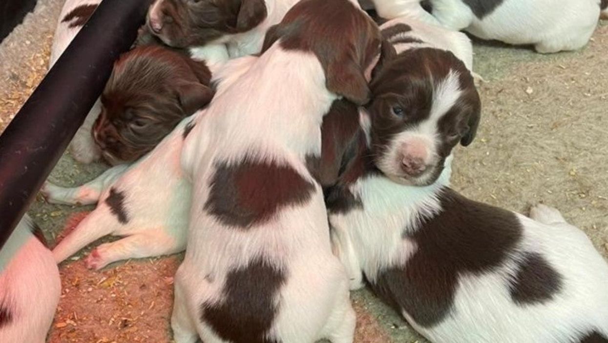 Three new Spaniel puppies will be joining the Met Police as cash seizure dogs