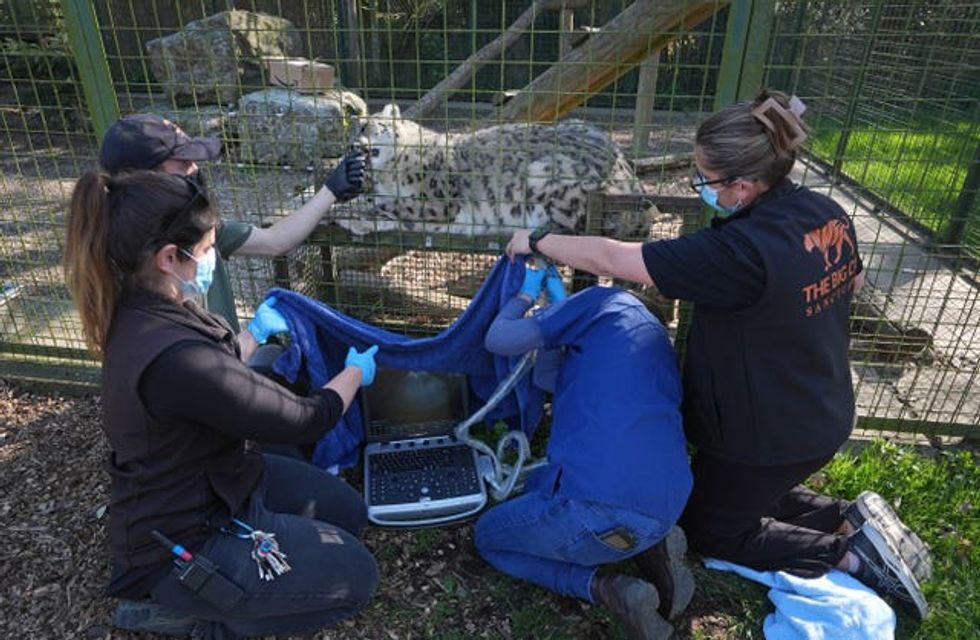 Three people work on a snow leopard, who is on the other side of a fence