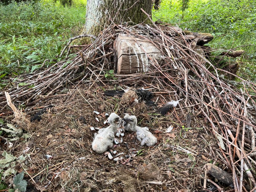 Three stork chicks on a nest built on the ground, eating fish pieces