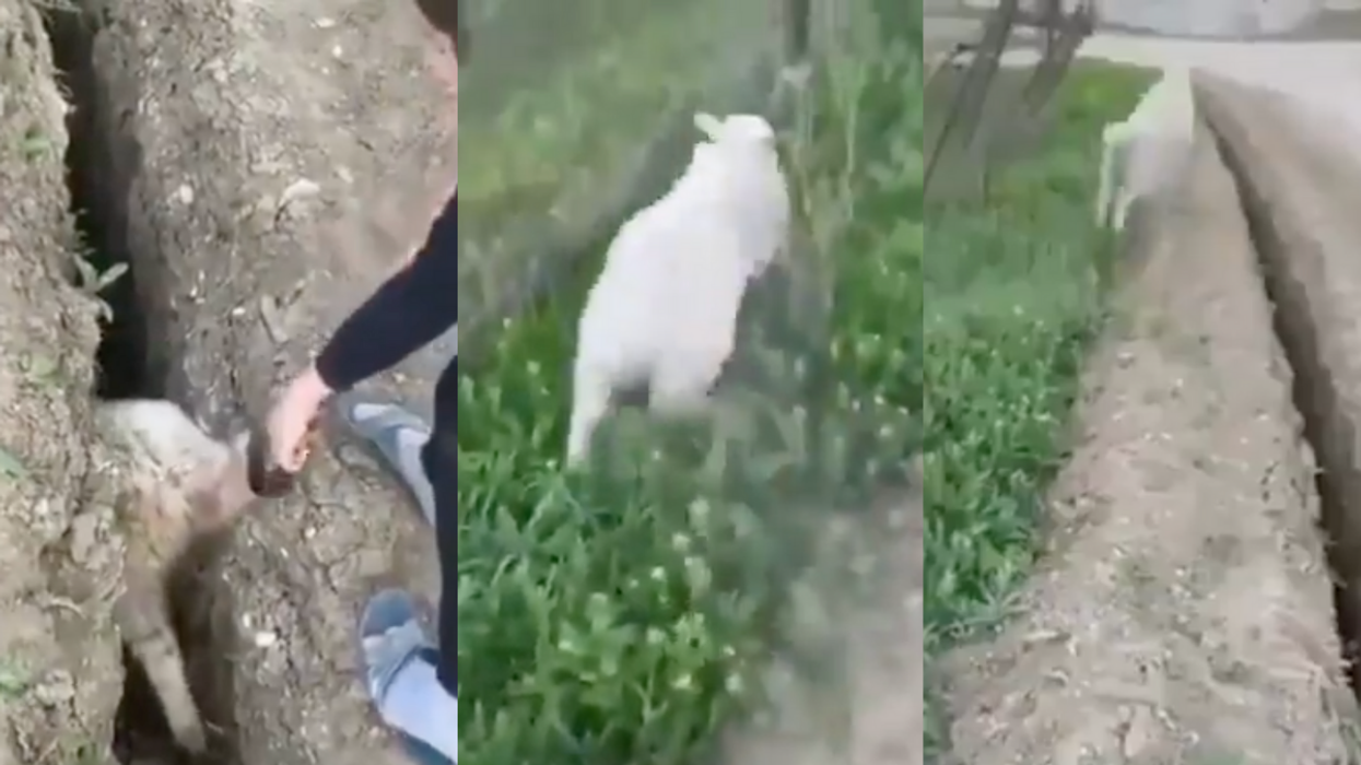 Three vertical screenshots from a video, showing a sheep being pulled out of a trench, running free and then jumping in the air over the trench.