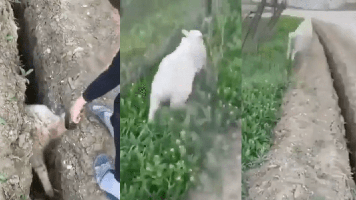 A boy tried to rescue a sheep from a trench, only for it to jump back ...