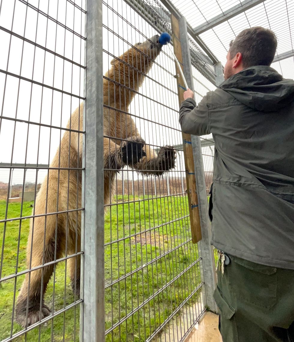 Three-year-old Hamish, the first polar bear to born in the UK for 25 years, who weighed in at more than 650kg and two and a half metres tall. (YWP/PA)