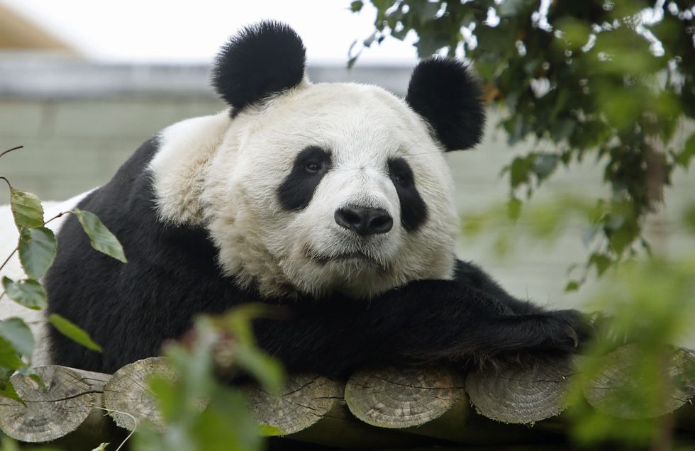 Final chance to see pandas at Edinburgh Zoo ahead of their return to China