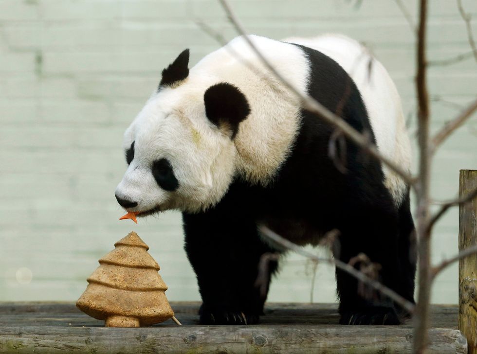 Tian Tian the giant panda
