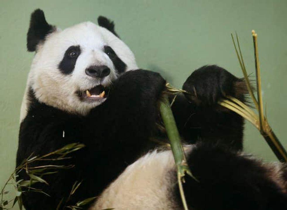 Tian Tian