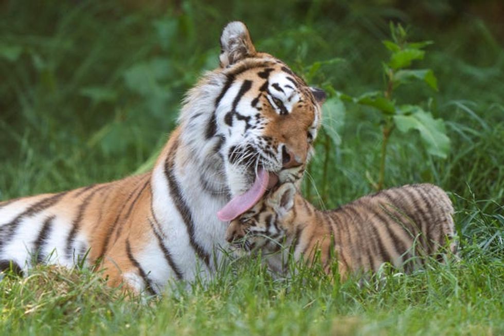 Tiger cubs at Banham Zoo