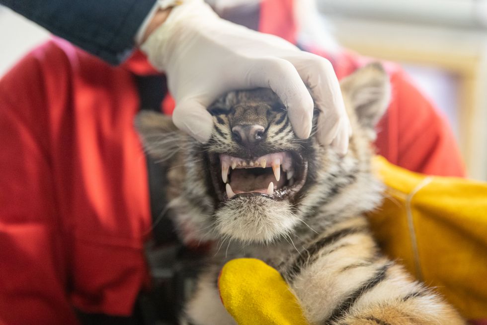 Tiger cubs at London Zoo