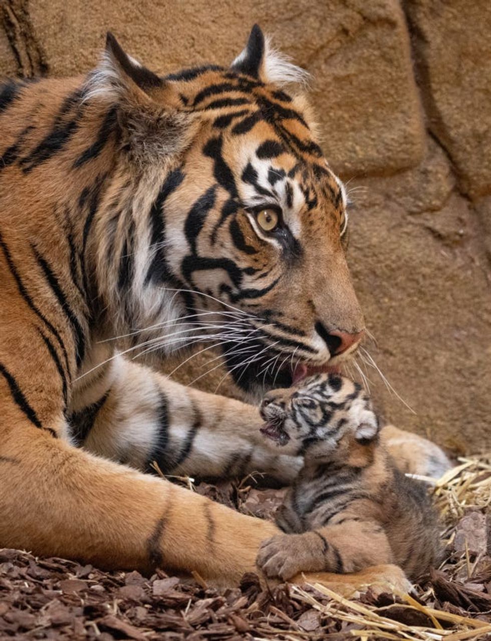 London Zoo visitors get first glimpse of endangered Sumatran tiger cubs