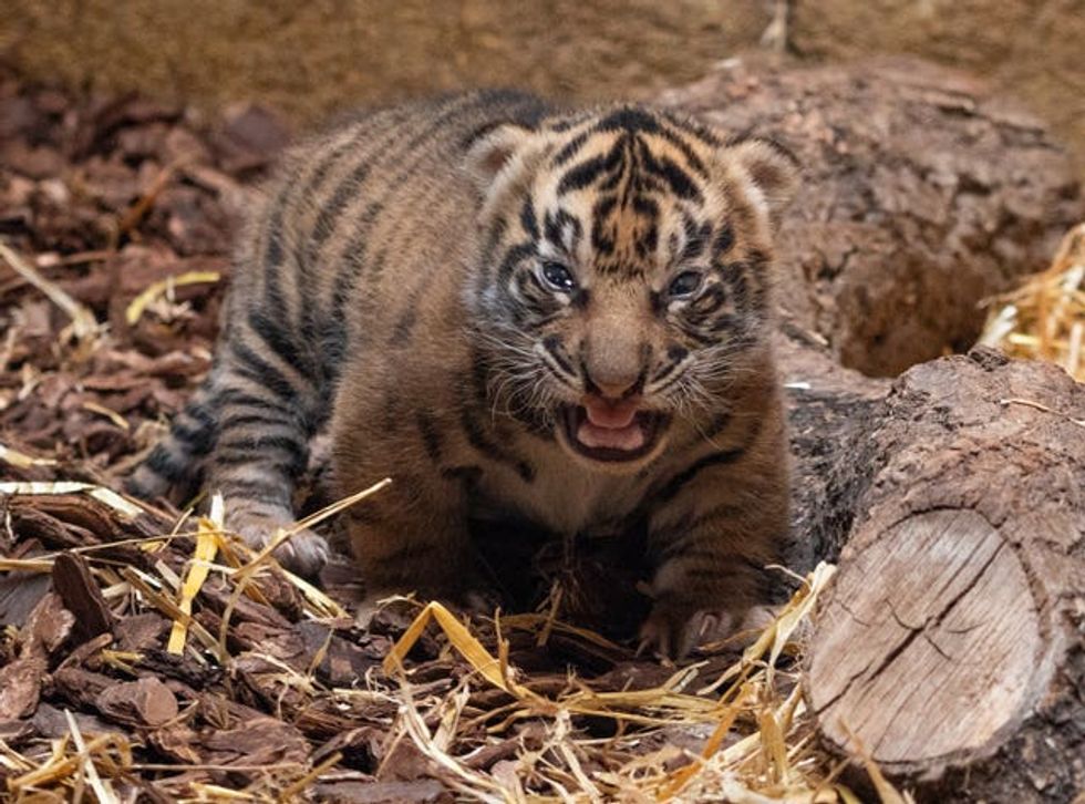Tigers born at ZSL London