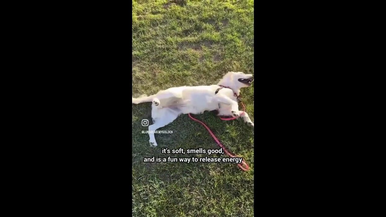 TikTok users warned to be wary of the 'This Is Danny' dog scam