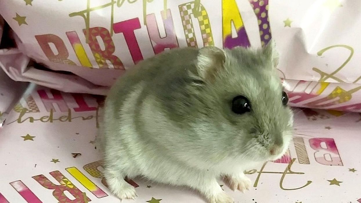 TikTok famous hamster called Coco Chanel delights 57,000 followers after life-saving surgery