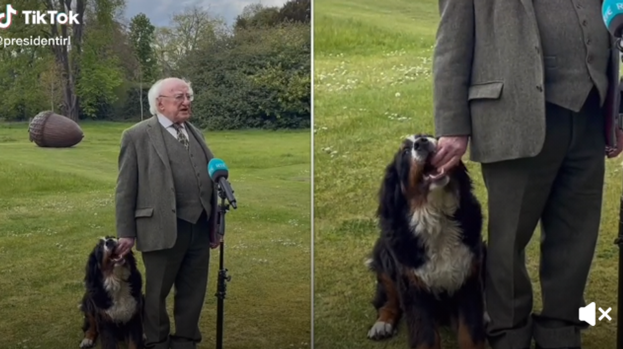 <p>TikTok of the President of Ireland, Michael D. Higgins with his dog during a TV interview.</p>