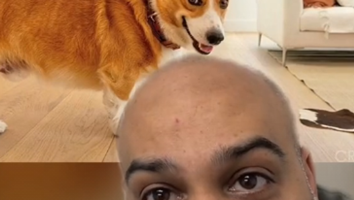 <p>TikTok page, Zillow Gone Wild shows off the LA property featuring the cheeky corgi cameo.</p>
