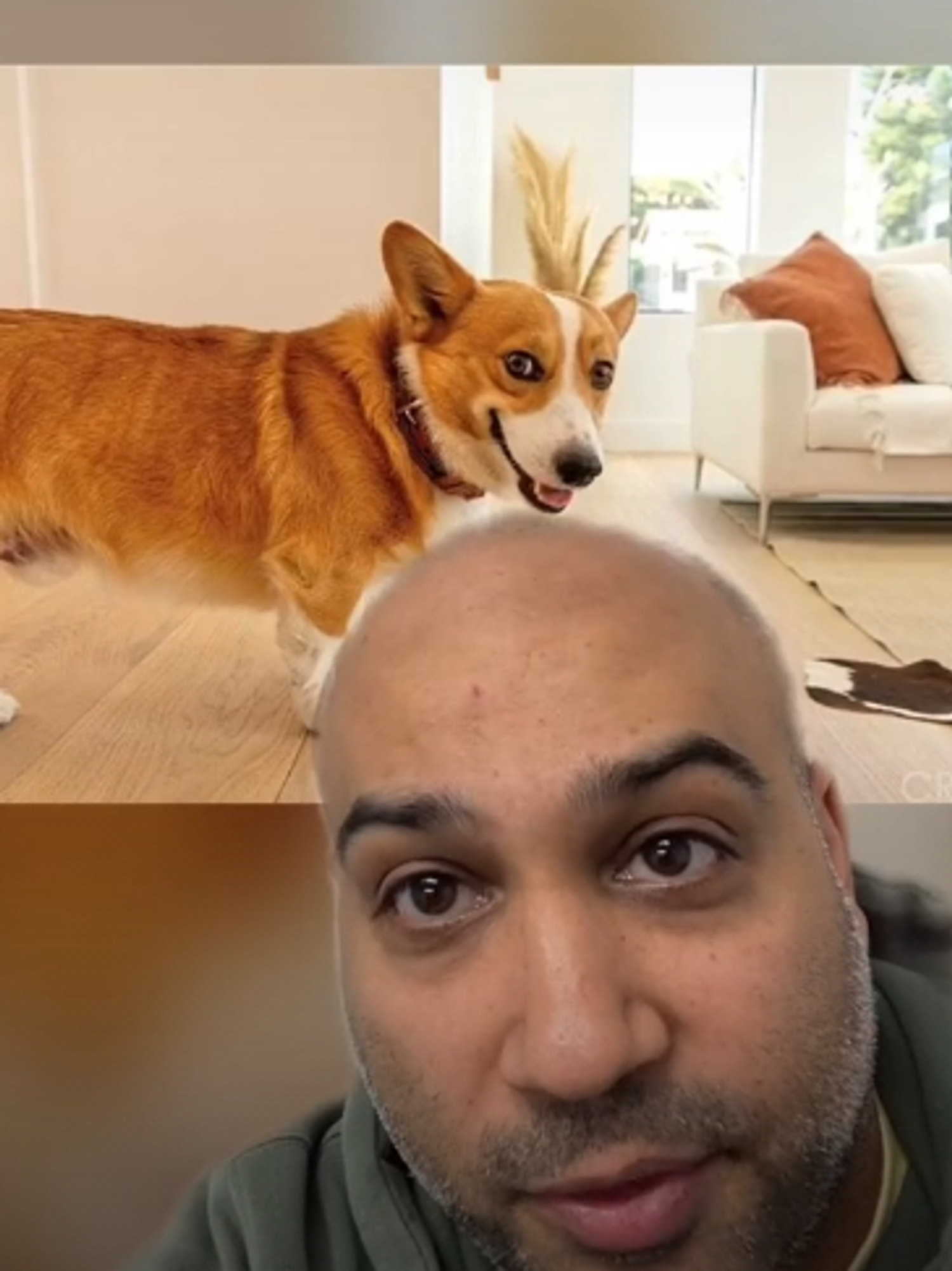 <p>TikTok page, Zillow Gone Wild shows off the LA property featuring the cheeky corgi cameo.</p>