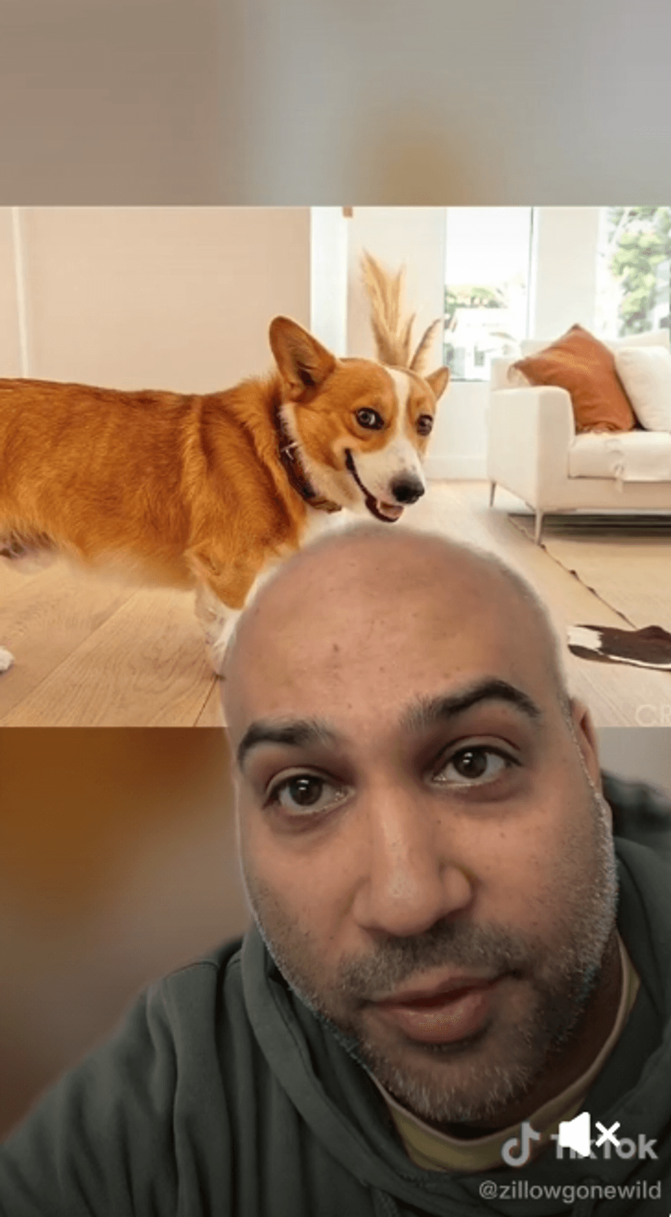 <p>TikTok page, Zillow Gone Wild shows off the LA property featuring the cheeky corgi cameo.</p>
