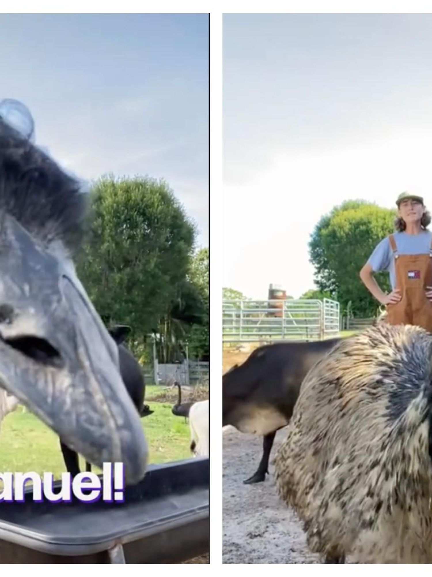 TikTok star Emmanuel the Emu didn't have avian flu after all – it was stress