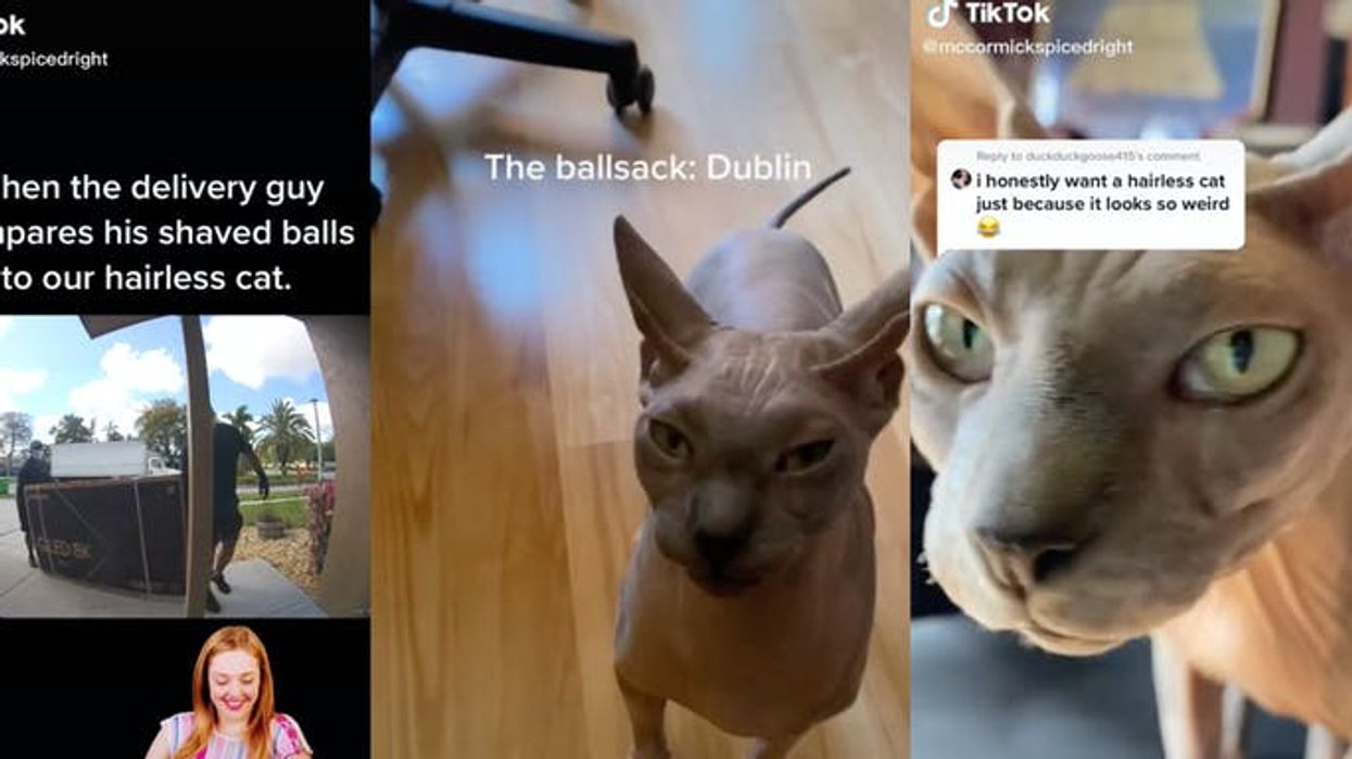 TikTok user shares video of delivery men shaming her hairless cat 