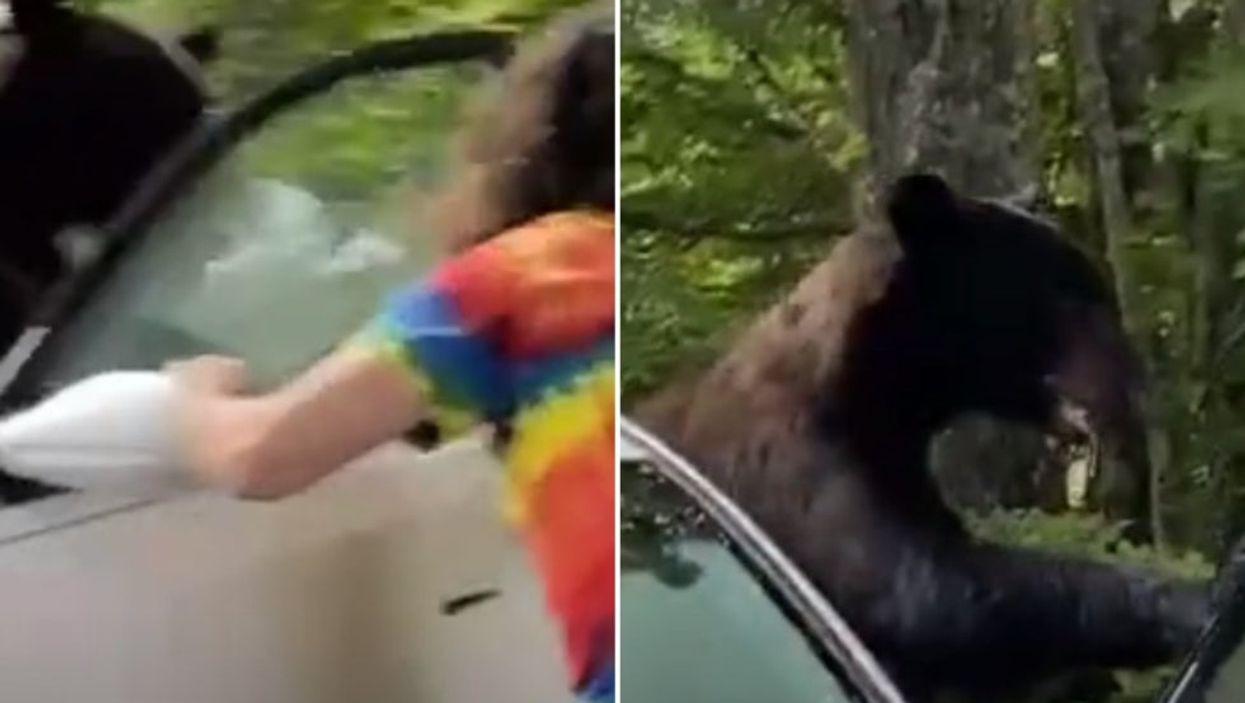 <p>TikToker Joseph Deel opens his car door to find a black bear</p>