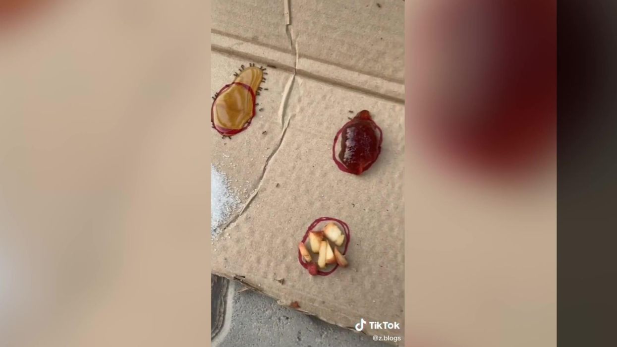 Woman mistakenly eats two biscuits covered in ants thinking that they were seeds
