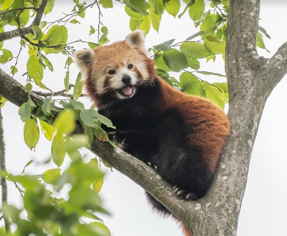 Tilly Red Panda