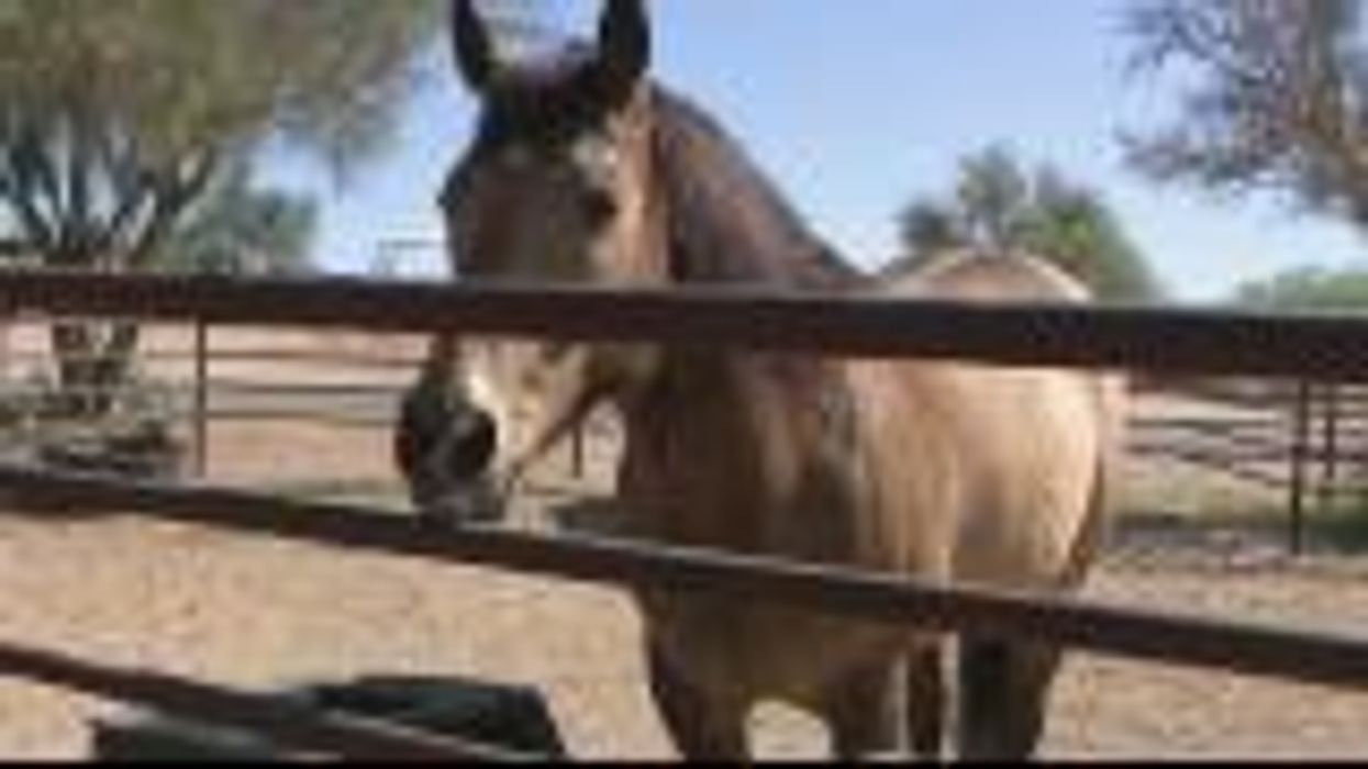 Texas man gets 10-year prison sentence for having sex with horse