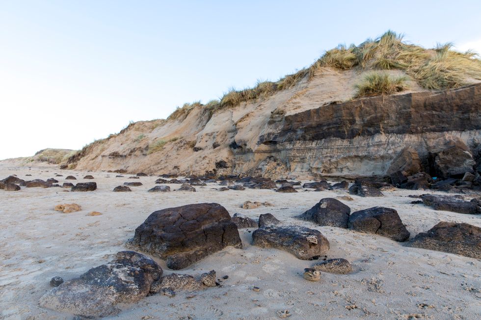 Tobacco in the sand at Formby with the "tobacco cliffs" behind