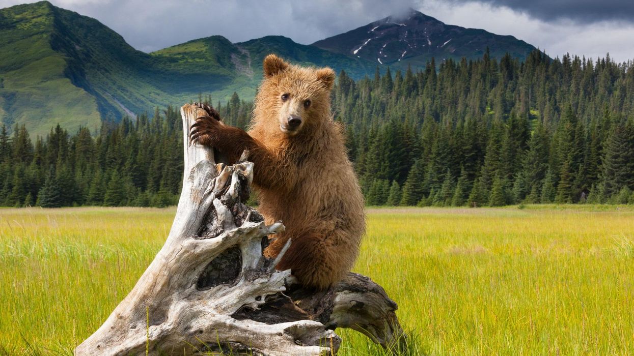 Winner of 'Fat Bear Week' crowned after another cheating scandal