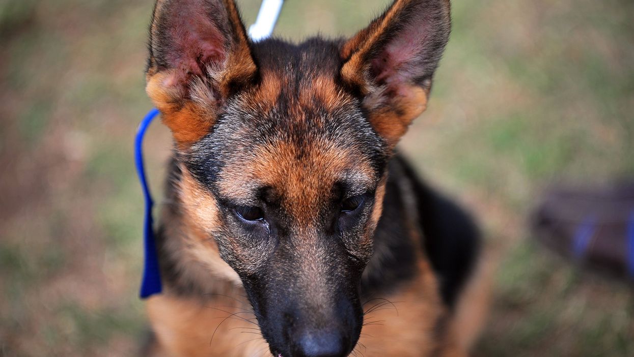 Today's German shepherds are bred to be considerably larger than 100 years ago