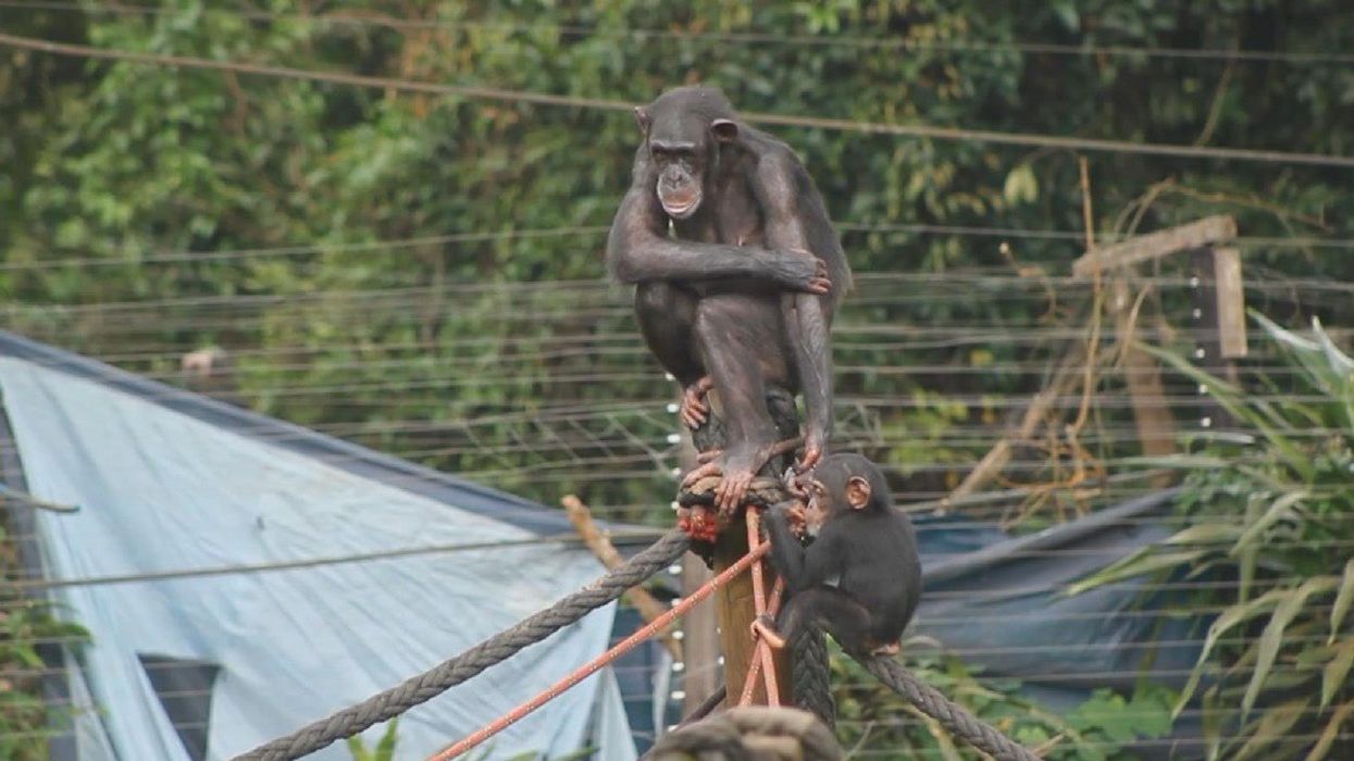 Chimp steals eagle's dinner in surreal forest contronation